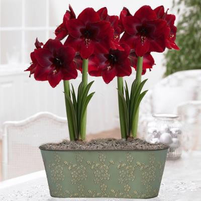 Amaryllis Benefica Metal Floral Imprint Premium Gift Kit
