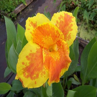4 in. King Humbert Canna Potted Bog/Marginal Pond Plant