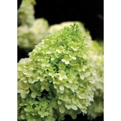 Limelight ColorChoice Hydrangea - 4.5 in. Quart