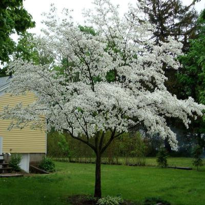 5 gal. 4 ft. Cherokee Princess White Dogwood Tree
