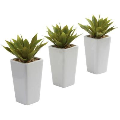 Mini Agave with White Planter (Set of 3)
