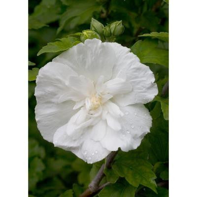 White Chiffon ColorChoice Hibiscus 1 gal. Rose of Sharon Shrub
