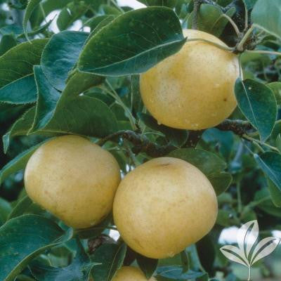 Orient Pear Tree