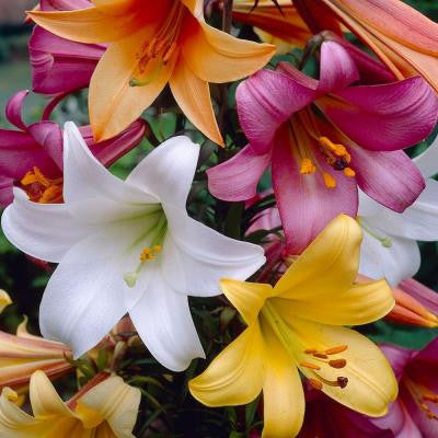 Trumpet Lily Bulbs Collection (8-Pack)