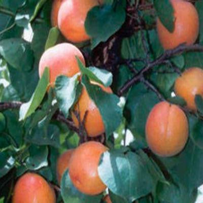 5 gal. 5 ft. Golden Sweet Apricot Tree