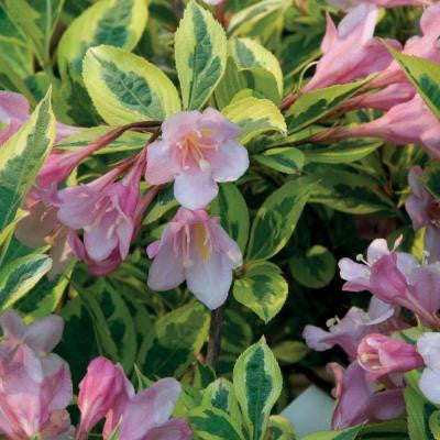 2 Gal. Rainbow Sensation Weigela