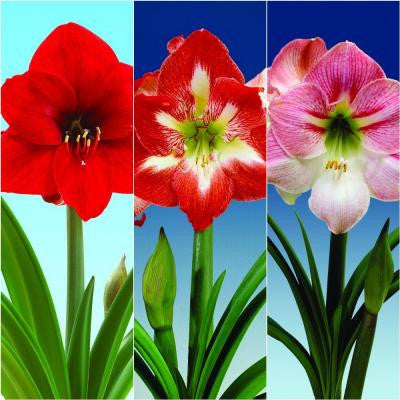 Economy Amaryllis Collection (3)