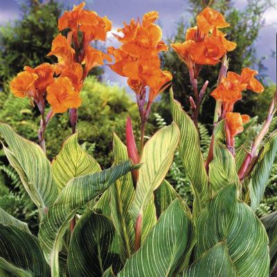 Canna Pretoria Dormant Bulbs (10-Pack)