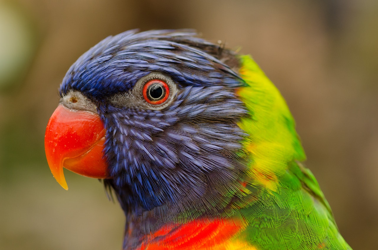 Is Coconut Oil Good for Birds?