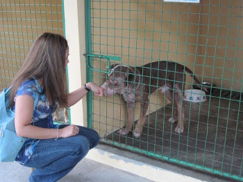 Giving back CocoTherapy - Duke a pitbull was rescued from his owner.