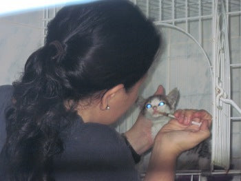 Giving back CocoTherapy - Dr. Maripi gives a little kitten her daily medication.