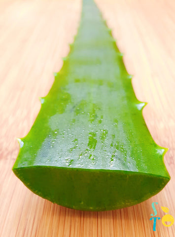 Benefits of Aloe Vera