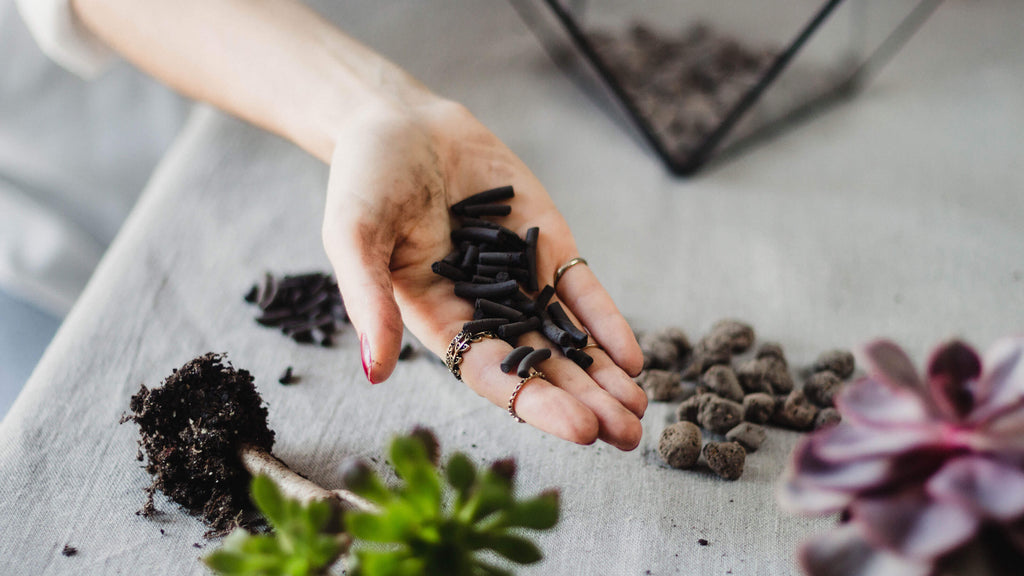 activated charcoal terrarium