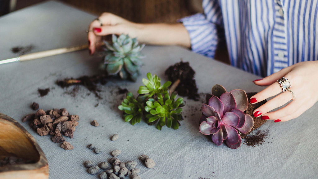 terrarium plants