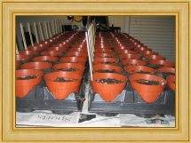 Rows and Rows of Habanero pepper seeds growing in 4" containers.