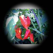 Naga Morich Chili