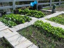 This is one of my gardens. It's 600 square feet and fenced in. The cinder creates paths to prevent compacting and also hold the heat for the plants at night.