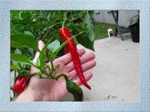 My Long Slim Cayenne...know what these costs you? '0'. It's one of my free seeds with every order. Two free packs of Chili's in all.