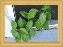 You can grow Habanero plants almost anywhere. Here they are growing from a crack in my decking.