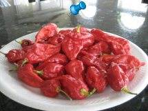Plate of Ghost Peppers grown by Pepper Joe. Ghost Peppers are STILL the Hottest Pepper on Planet Earth!