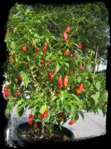 Bhut Jolokia Chili or Ghost Pepper