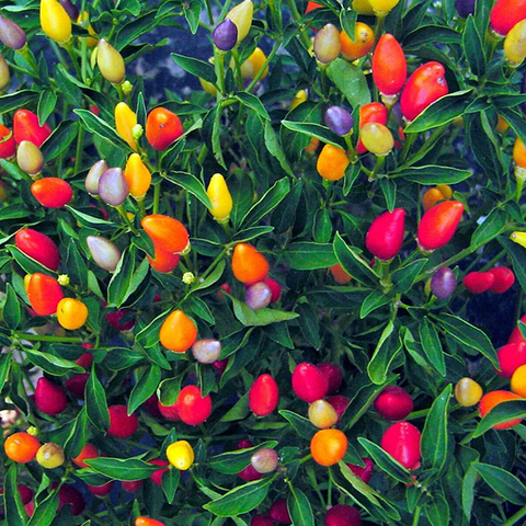 chinese 5 color pepper plant 