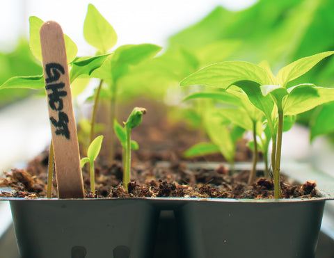 plant germination at a germination station