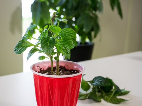 Our plant in a plastic cup being topped with garden shears, with leaves taken off