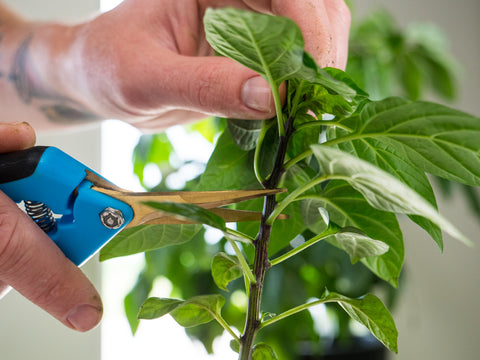 using garden shears to begin pruning chili peppers with one of our hot pepper plants.