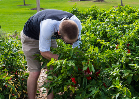 backyard garden can be used as yardwork exercise