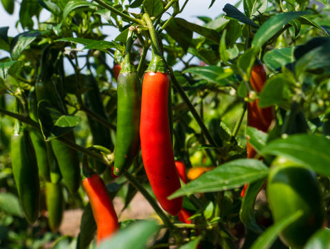 growing pepper, grown as pepper plant