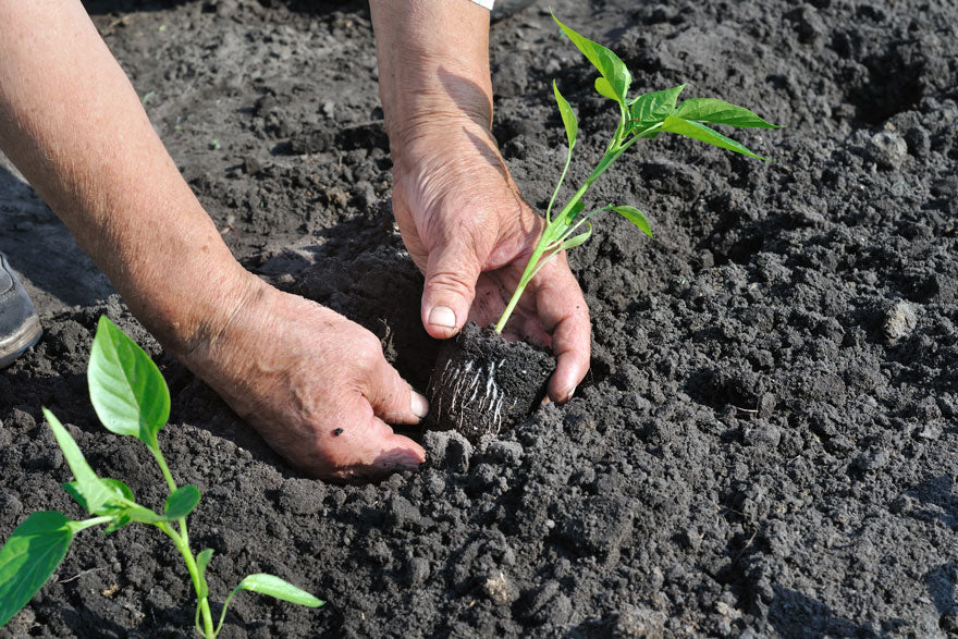 Hot Pepper Seedling Gardening - Pepper Joe's