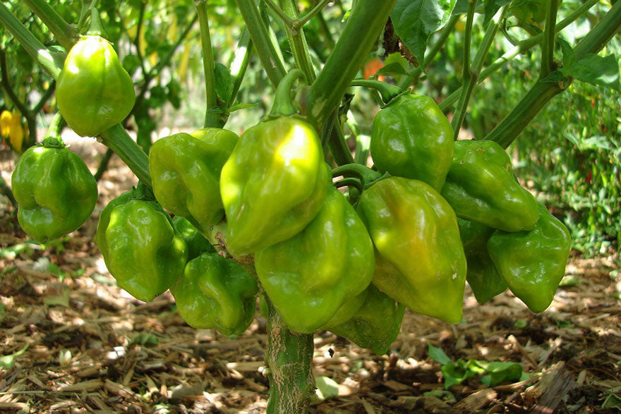 Habanero Hot Pepper Plant - Pepper Joe's