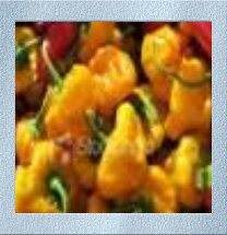 The Scotch Bonnet. One of the hottest Habanero Peppers. The Scotch Bonnet pepper also has the taste and flavor to make it a winner.