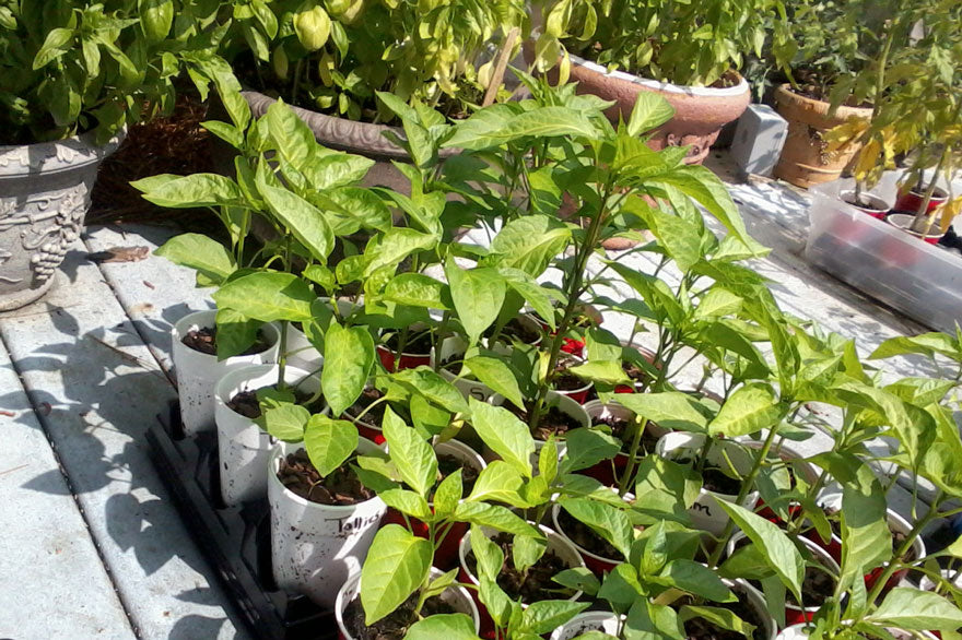 Transplanting Sweet Peppers - Pepper Joe's