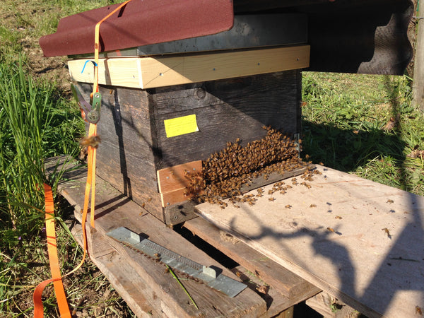 Bienenschwärmen am Iselisberg