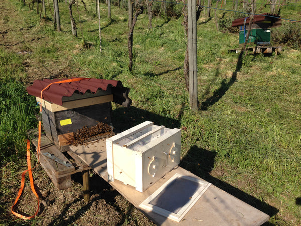 Bienenschwärmen am Iselisberg