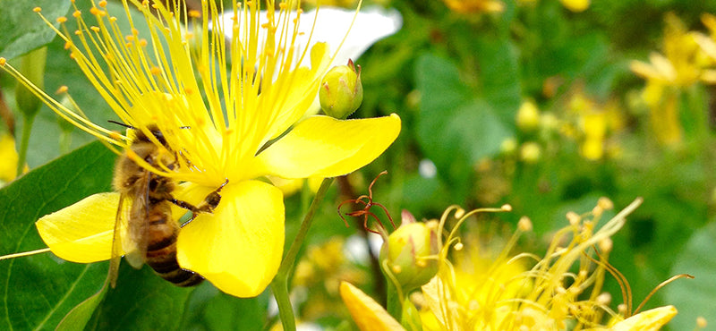 Bienen im Weinberg