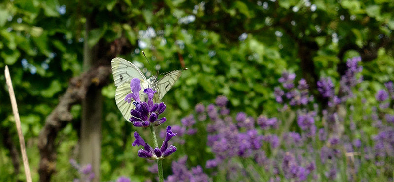 Biodiversität