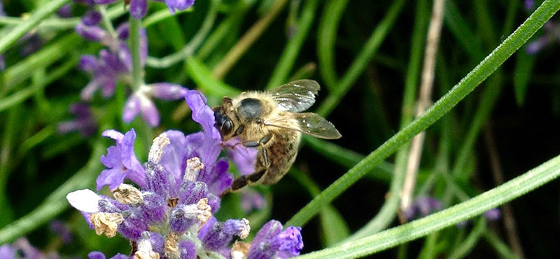 Bienen im Weinberg