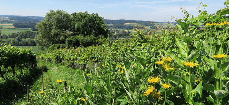 Iselisberg Biolenz