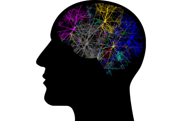 image of active brain network