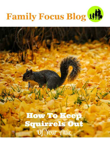family-focus-blog-evict_squirrels