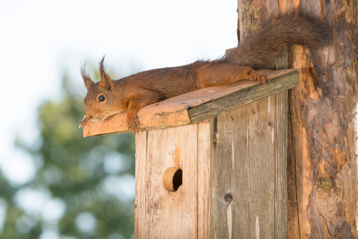 Squirrel on Box in Yard on Tree near Attic House