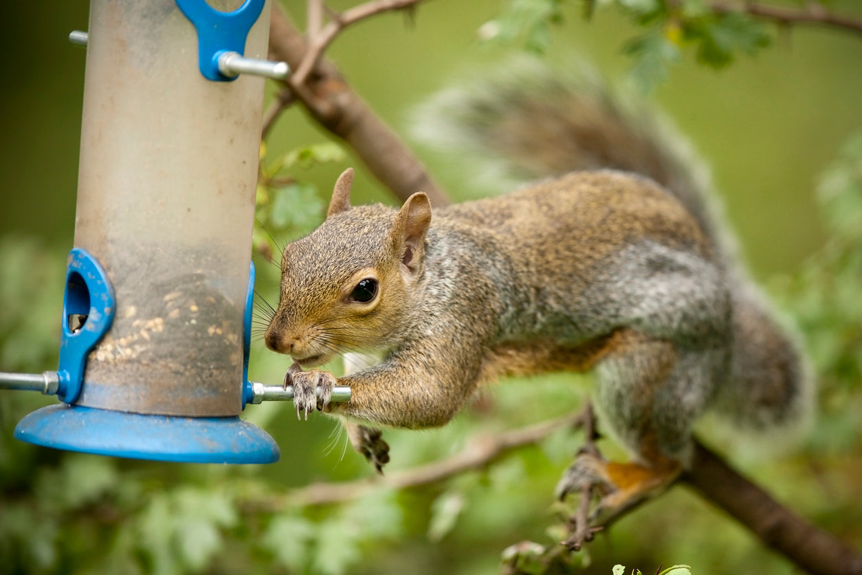 Squirrel Attacking Bird Feeder near Attic Crawlspace