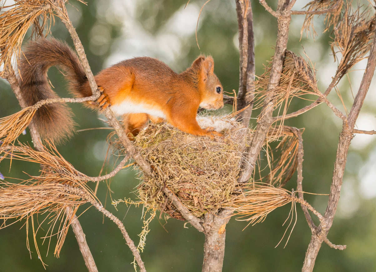 Squirrel Building Nest in Tree