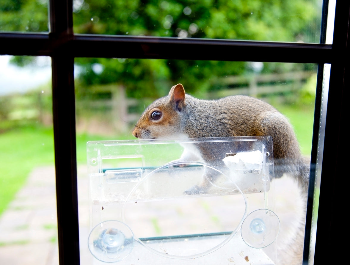 Feeding Birds can also feed nearby squirrels if bird feeders are easily accessible.