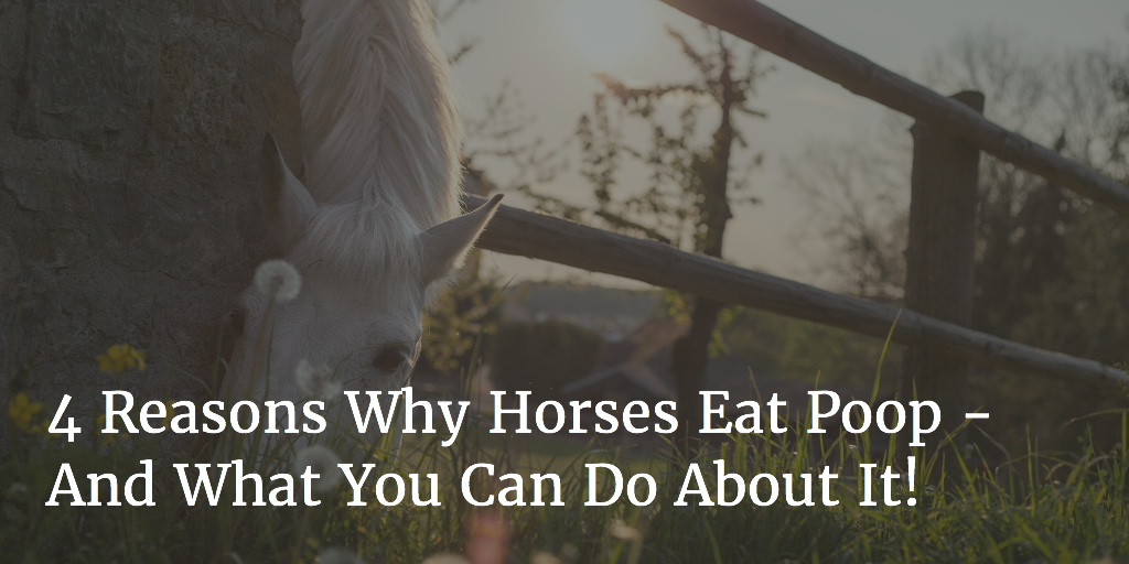 do horses eat dog poop bags