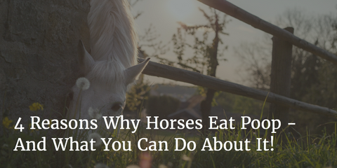 poop horses why eat