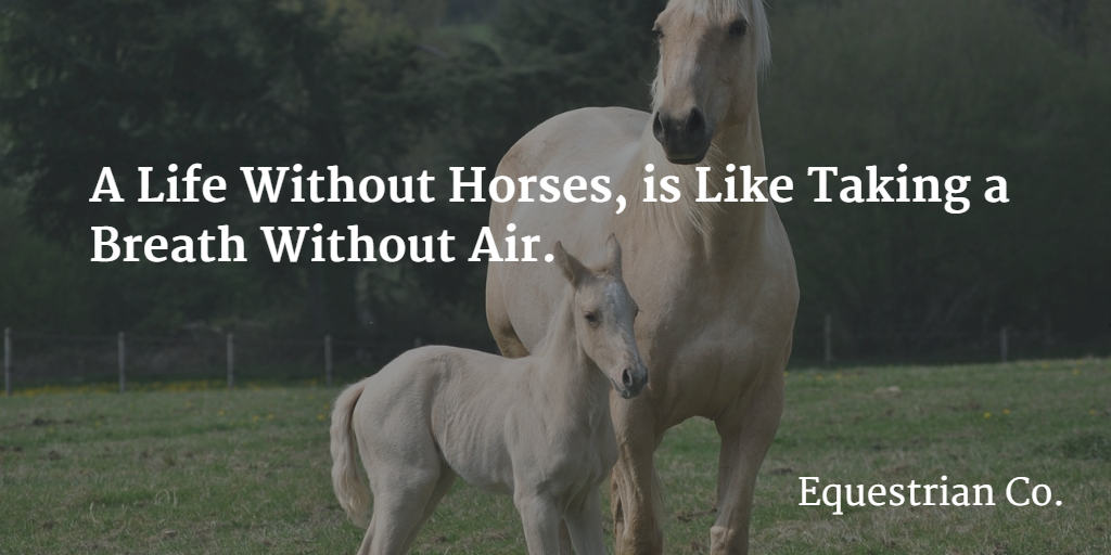 18 Inspirational Equestrian Quotes